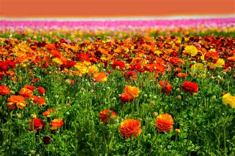 Ranunculus Field Stock Image Image Of Agriculture Season 90313147