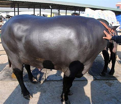 Bull Fetches World Record Price Of £123million At Auction In India