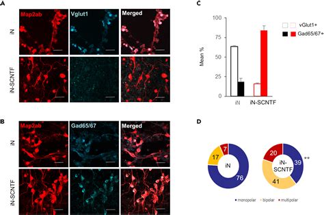 Neuronal Reprogramming Of Mouse And Human Fibroblasts Using