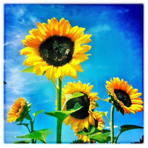 Groovity Designs By Mary Tanana Lately Obsessed With Sunflowers