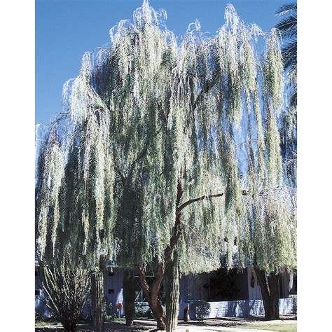 343 Gallon Yellow Feature Tree Weeping Acacia In Pot With Soil In