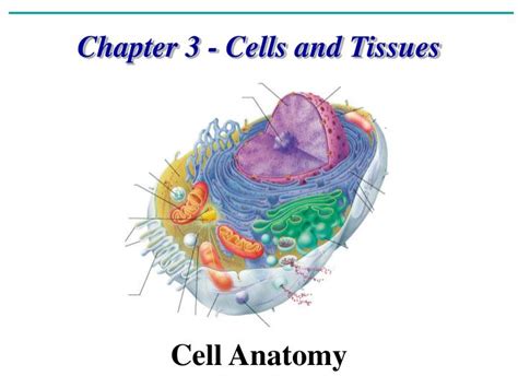 Ppt Chapter Cells And Tissues Cell Anatomy Powerpoint