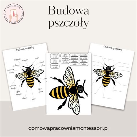 Budowa pszczoły Domowa Pracownia Montessori