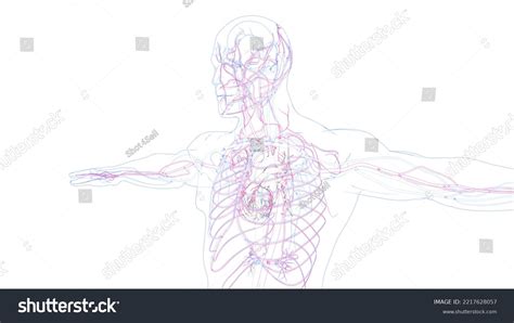 Human Circulatory System Drawing Anatomy 3d Stock Illustration ...