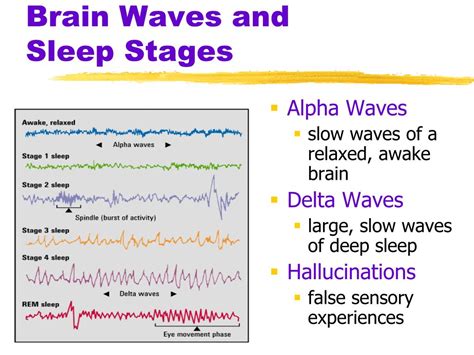 Sleep Stages And Brain Waves