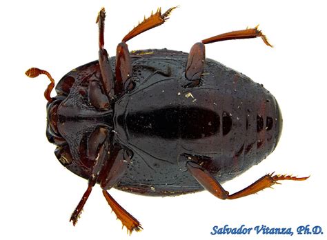 Coleoptera Histeridae Phelister Brevistriatus Clown Beetles F Urban
