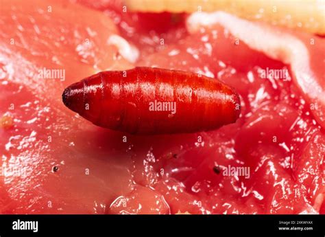 Bluebottle Blowfly Maggot Pupae X Stock Photo Alamy