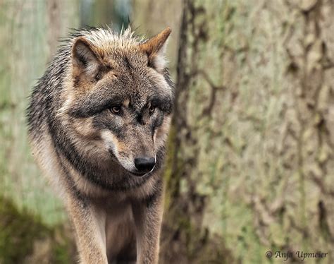 Europäischer Wolf (Forum für Naturfotografen)
