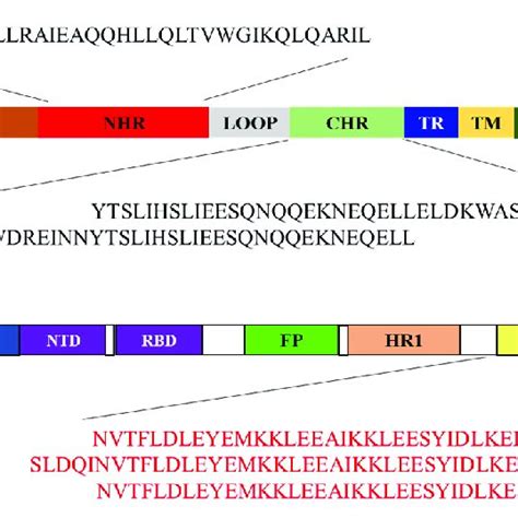 Structure of viral envelope protein and sequence of peptides: (A)... | Download Scientific Diagram