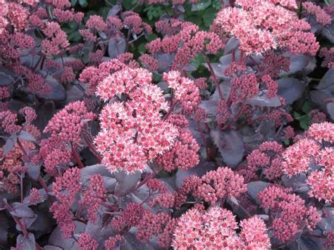 Sedum Telephium Purple Emperor Stonecrop Sedum Succulent With