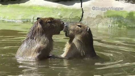 Kissing Capybara Youtube