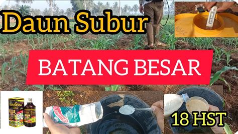 Ternyata Ini Nutrisi Pupuk Jagung Cepat Besar Dan Batang Besar