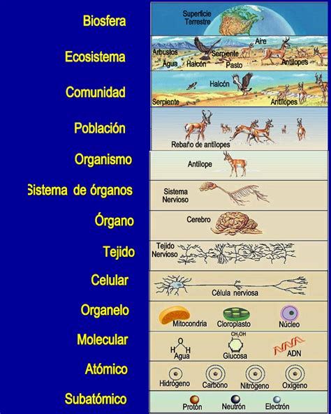 Niveles De Organización De Los Seres Vivos Mundo De Armonia Y Colores