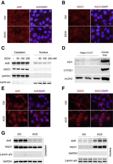 Activation Of Ahr Nqo Signaling Pathway Protects Against Alcohol