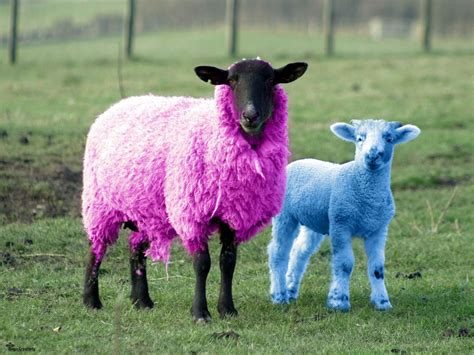 Kambing Domba Lucugambar Gambar Aneh