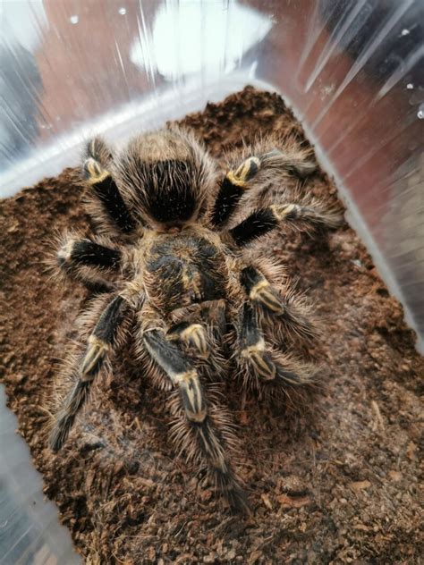 Grammostola Pulchripes L1 Euro Spiders