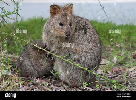 Quokka At Rottnest Island Australia Stock Photo Alamy