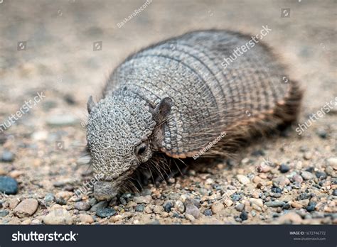 Armadillo Skin Images: Browse 241 Stock Photos & Vectors Free Download ...