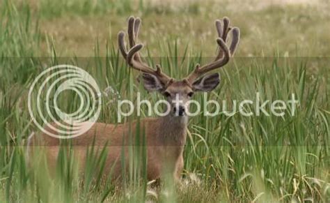 A Few Big Buck Photos Mule Deer Fanatic