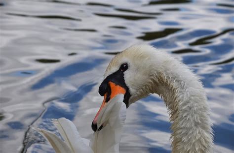 Premium Photo Close Up Of Mute Swan Preening Feathers In Lake