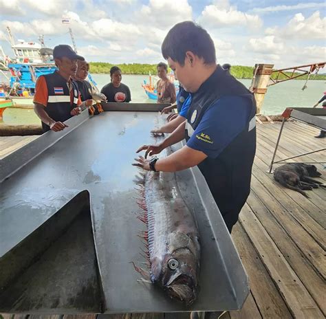 El Hallazgo De Un Enorme Pez Remo Genera Temores En Los Pescadores