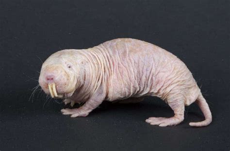 Naked Mole Rats The Creatures That Defy Biology