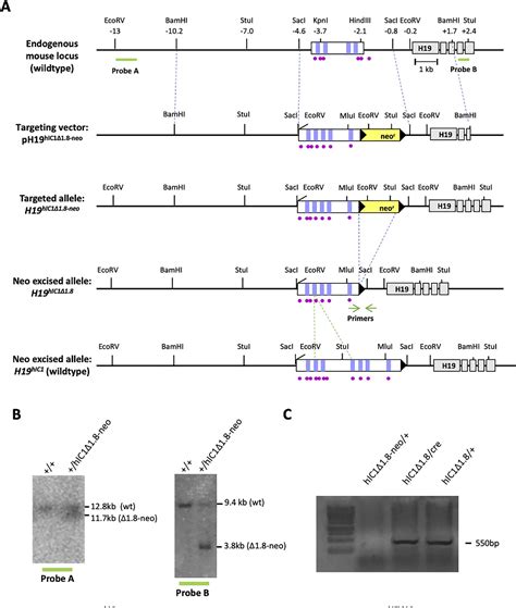 Figure 1 From The Number Of The Ctcf Binding Sites Of The H19igf2ig