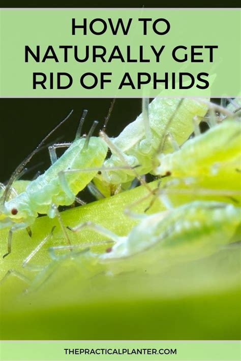 How To Naturally Get Rid Of Aphids The Practical Planter In 2020 Get Rid Of Aphids Aphids