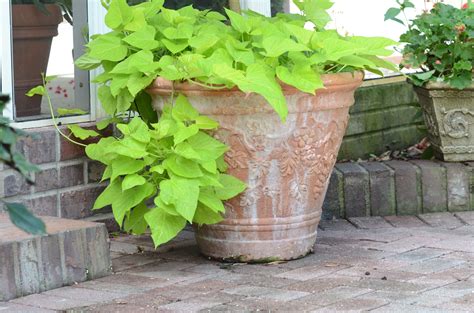 Bright Green Sweet Potato Vine Window Box Garden Window Boxes Container Plants Container