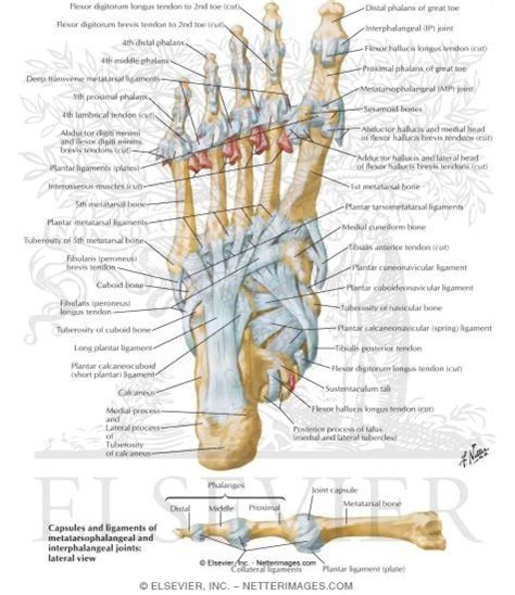 Tendon Insertions And Ligaments Of Sole Of Foot Ligaments And Tendons