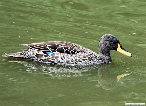 Identify Yellow Billed Duck Wildfowl Photography