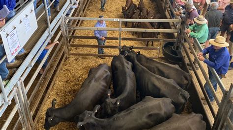 Cattle Prices Saleyard Price For Cows Drops 50c Kg The Weekly Times