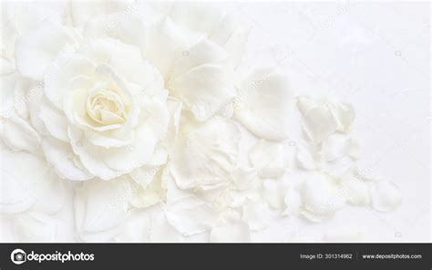 Beautiful white rose and petals on white background. Ideal for g Stock ...