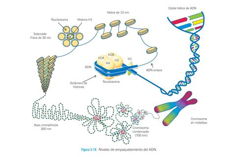 Niveles De Empaquetamiento Del Adn Empaquetamiento Del Adn Biologia