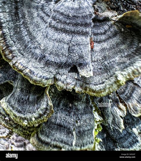 Fuzzy Mushroom Hi Res Stock Photography And Images Alamy
