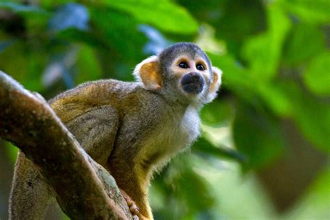 Wildlife in the Tambopata National Reserve