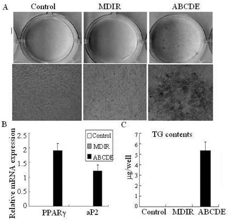 Promoting fibroblast transdifferentiation into adipocytes using defined ... 