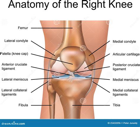 Anatomy Of The Right Knee Stock Vector Illustration Of Cruciate