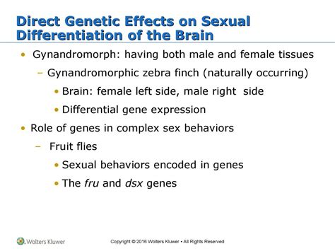 Chapter 17 Sex And The Brain Ppt Download