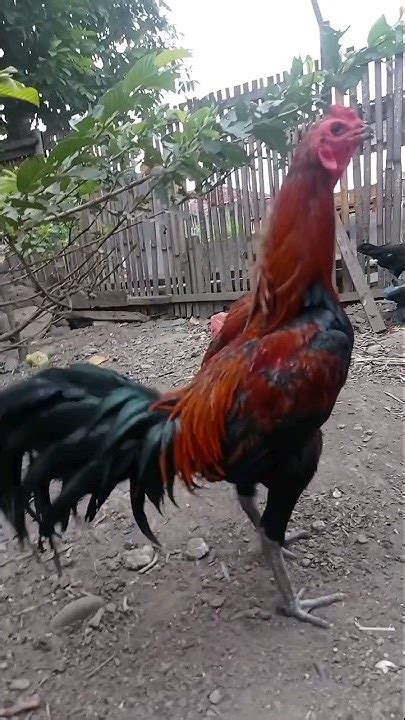 Bangkok Wiring Merah Ayam Ayamjago Telur Rooster Siam