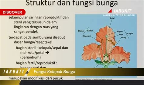 Intip Fungsi Kelopak Bunga Yang Jarang Diketahui