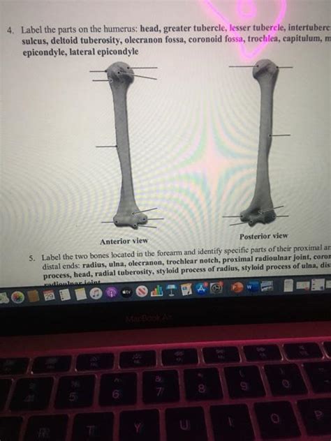 Solved Label The Parts On The Humerus Head Greater Chegg