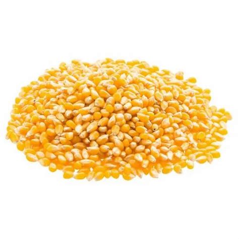natural maize seed pack size  kg  kilogram  jhabua id