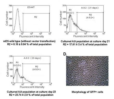 Fluorescent Activated Cell Sorting Facs Of Gfp Expressing Cells And