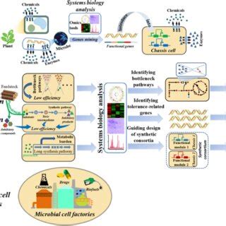 Design And Construction Of Microbial Cell Factories Based On Systems