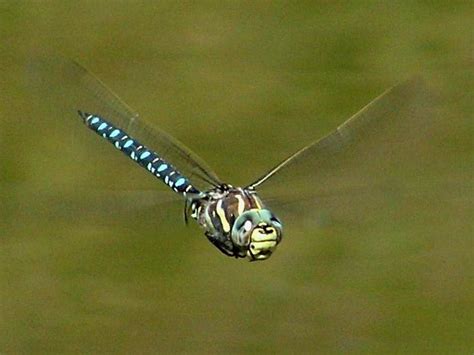 Why Female Dragonflies Fake Death To Avoid Males Atlas Obscura