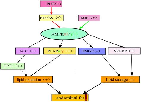 Frontiers Effect Of Quercetin On Lipids Metabolism Through Modulating