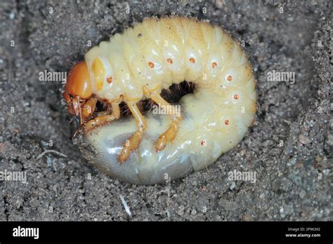 The larva of the May beetle Common Cockchafer or May Bug (Melolontha ...