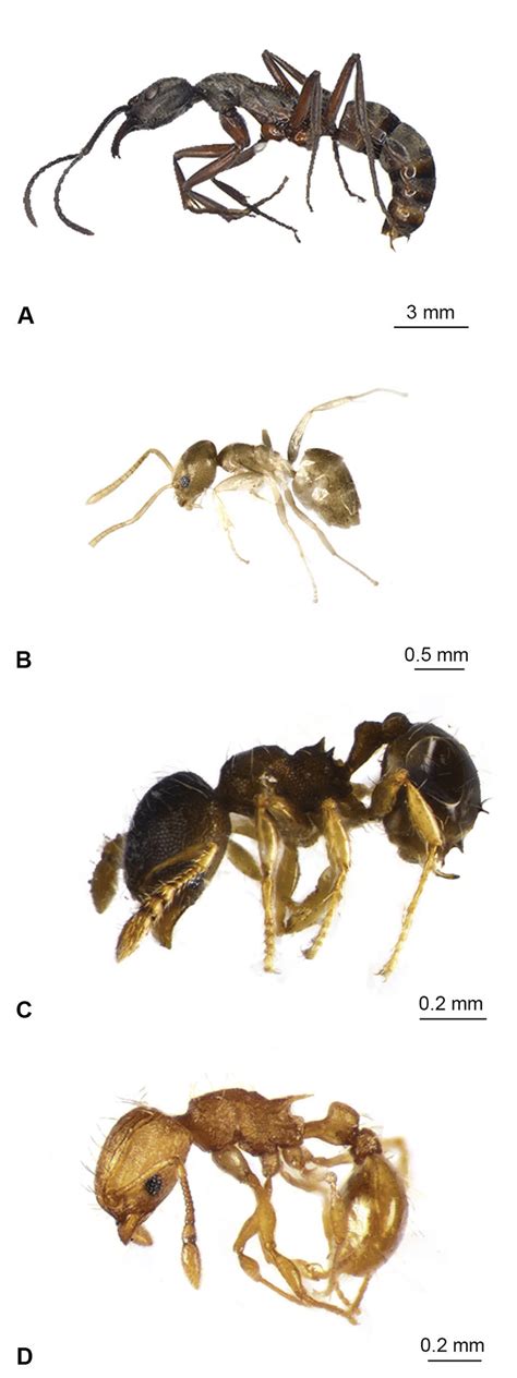 Relative size of ant species found as complete (or partial) colonies at... | Download Scientific ...