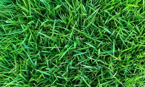 When to Plant Zoysia Plugs for a Perfect Lawn?